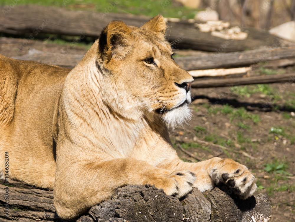 Obraz premium Lioness