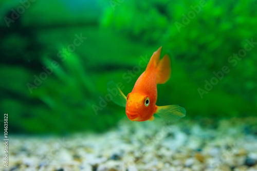 Red Blood Parrot Cichlid in aquarium plant green background. Funny orange colourful fish - hobby concept