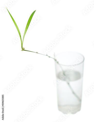 twig with green leaves in a glass