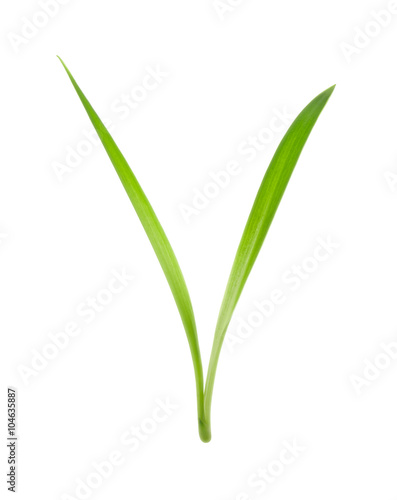 Fotografering blade of grass isolated on white background