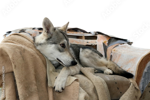 saarloos wolfdog in his armchair