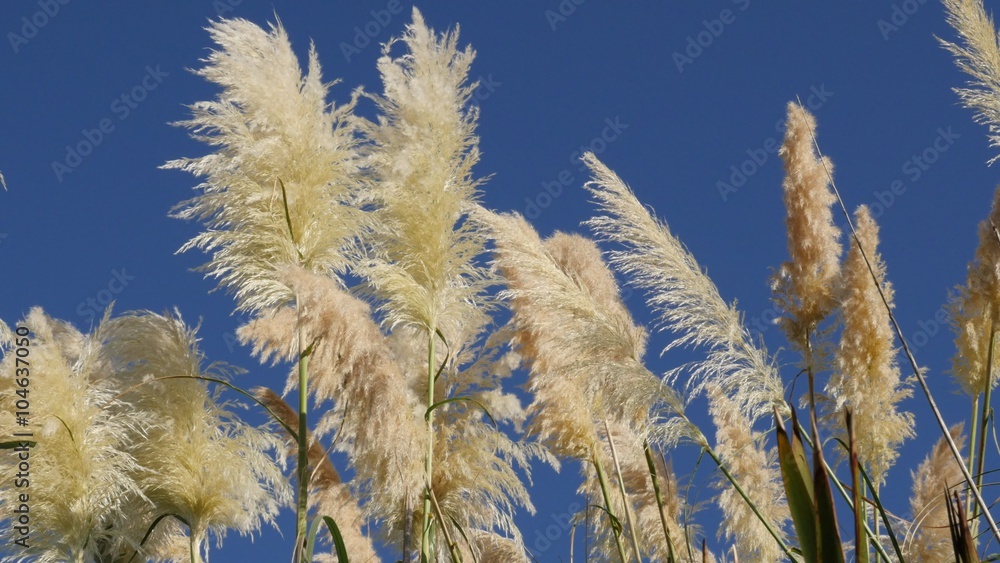 Video „White pampa grass inflorescences decorative grass in front of