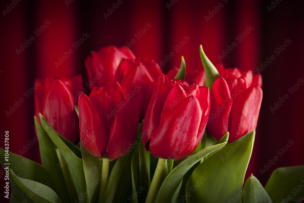 Red flowers - tulips on red background Red flowers - tulips on red background