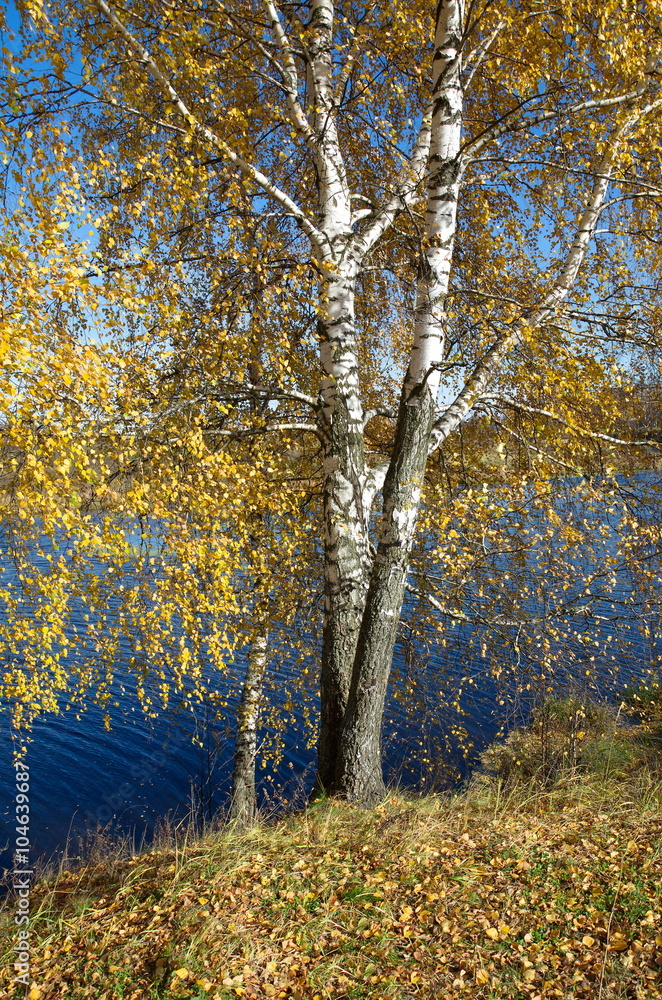 Fototapeta premium Autumn landscape with birches by the river