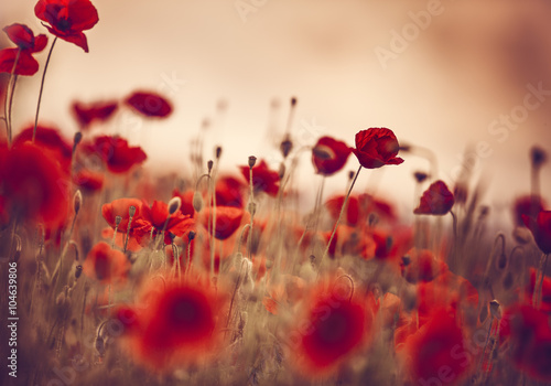 Fototapeta Naklejka Na Ścianę i Meble -  Klatschmohn im Frühling