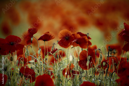 Klatschmohn im Frühling