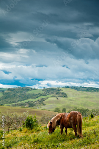 Horse in Tuscany