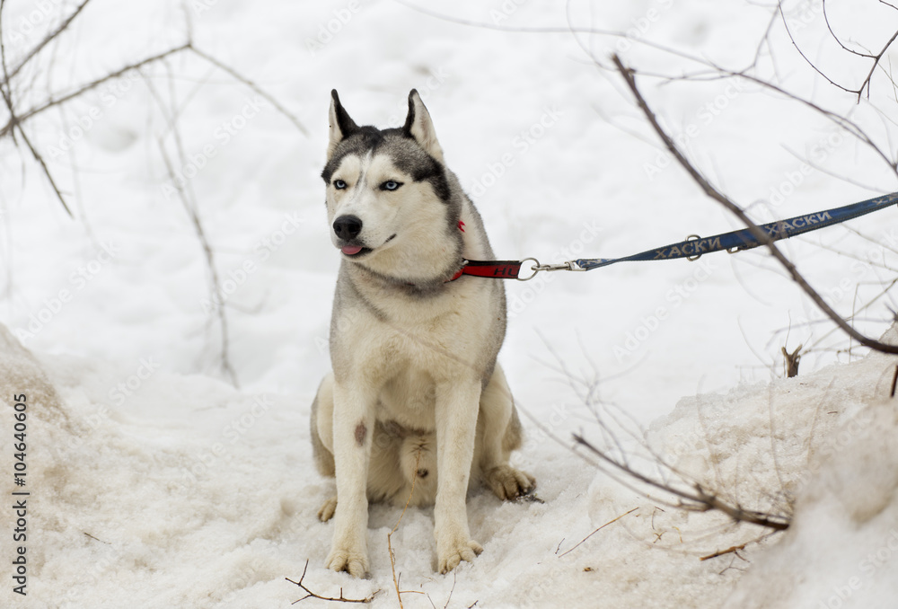 dog snow Siberian husky.