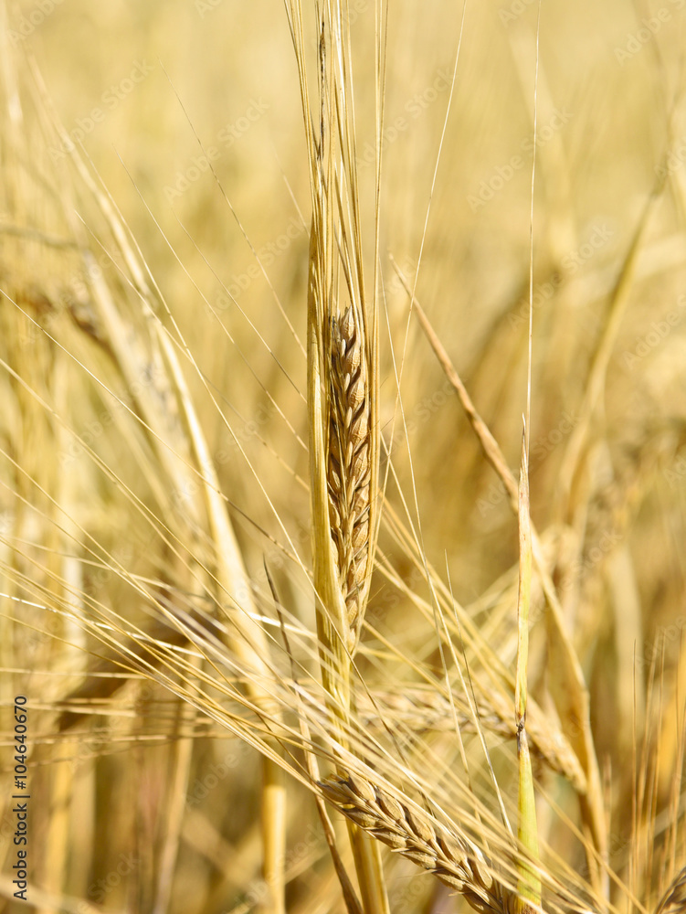 Ripe barley with selective focus and copy space. Barley field or wheat field in the sunset. Ripe barley with selective focus and copy space. Barley field or wheat field in the sunset.