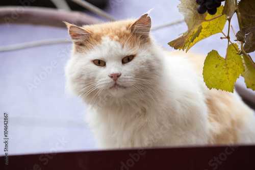 Fototapeta Naklejka Na Ścianę i Meble -  Cat sitting on the fence of farm house