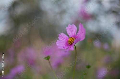 Abatract. Sweet color cosmos flowers in the bokeh texture soft blur with pastel tone for background photo