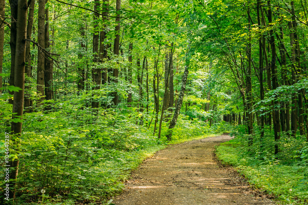 Fototapeta premium Beautiful Countryside Road Lane Path Way through summer deciduou