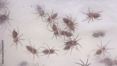 small Funnel-web spider linothele fallax
 photo