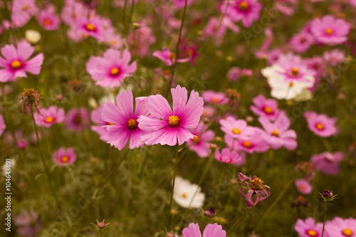 Abatract. Sweet color cosmos flowers in the bokeh texture soft blur with pastel tone for background