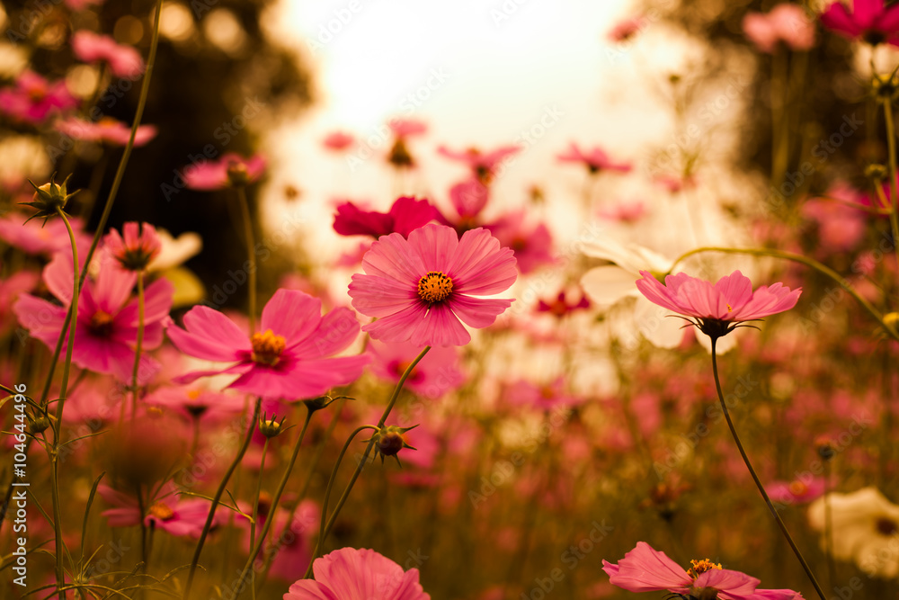 Abatract. Sweet color cosmos flowers in the bokeh texture soft blur with pastel tone for background Abatract. Sweet color cosmos flowers in the bokeh texture soft blur with pastel tone for background