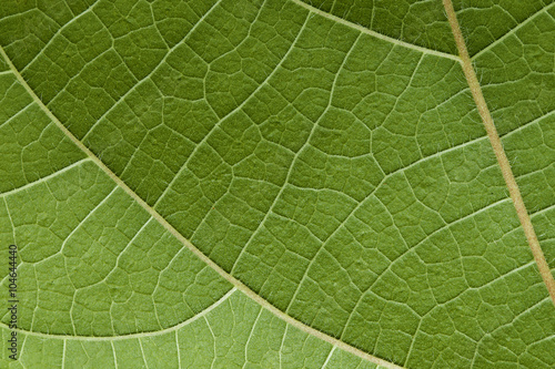 Green leaf texture for pattern
