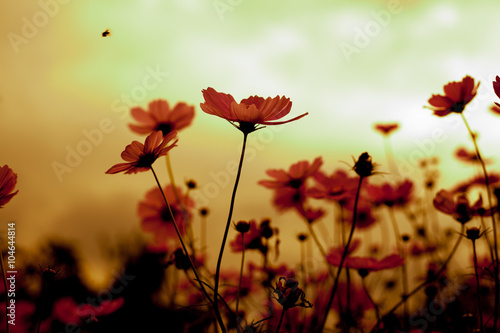 Abatract. Sweet color cosmos flowers in the bokeh texture soft blur with pastel tone for background © worawut2524