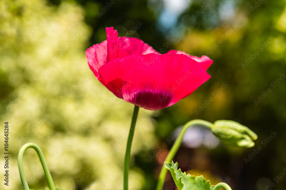 Red poppy in a summer meadow on sunny day Red poppy in a summer meadow on sunny day