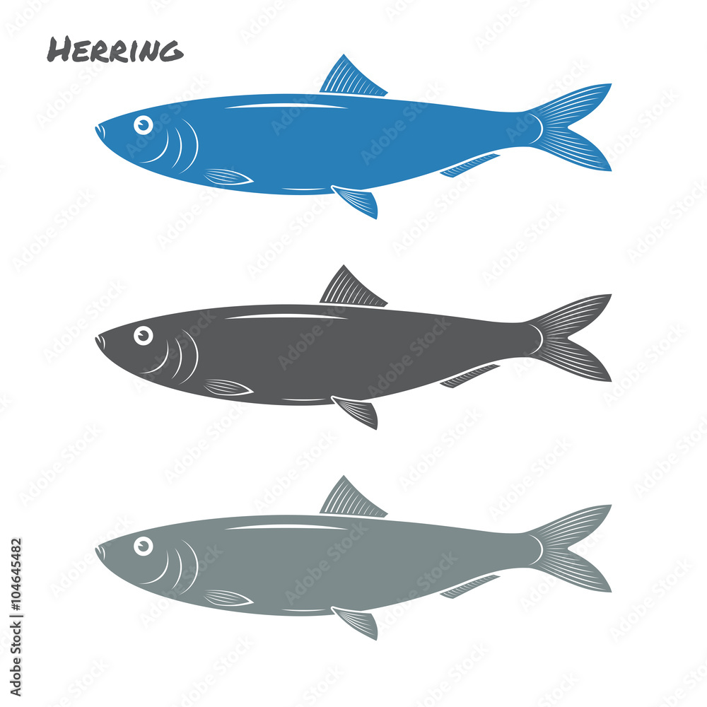 Obraz premium Herring fish vector illustration on white background