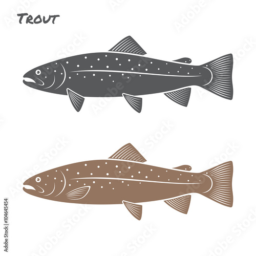 Trout fish vector illustration on white background