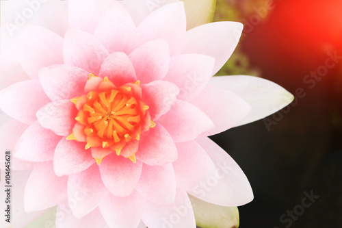 Fototapeta Naklejka Na Ścianę i Meble -  Macro close up petal pink lotus flower.