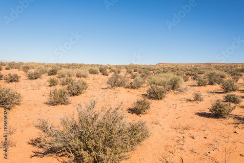 Lanscape scene of meadow in desert