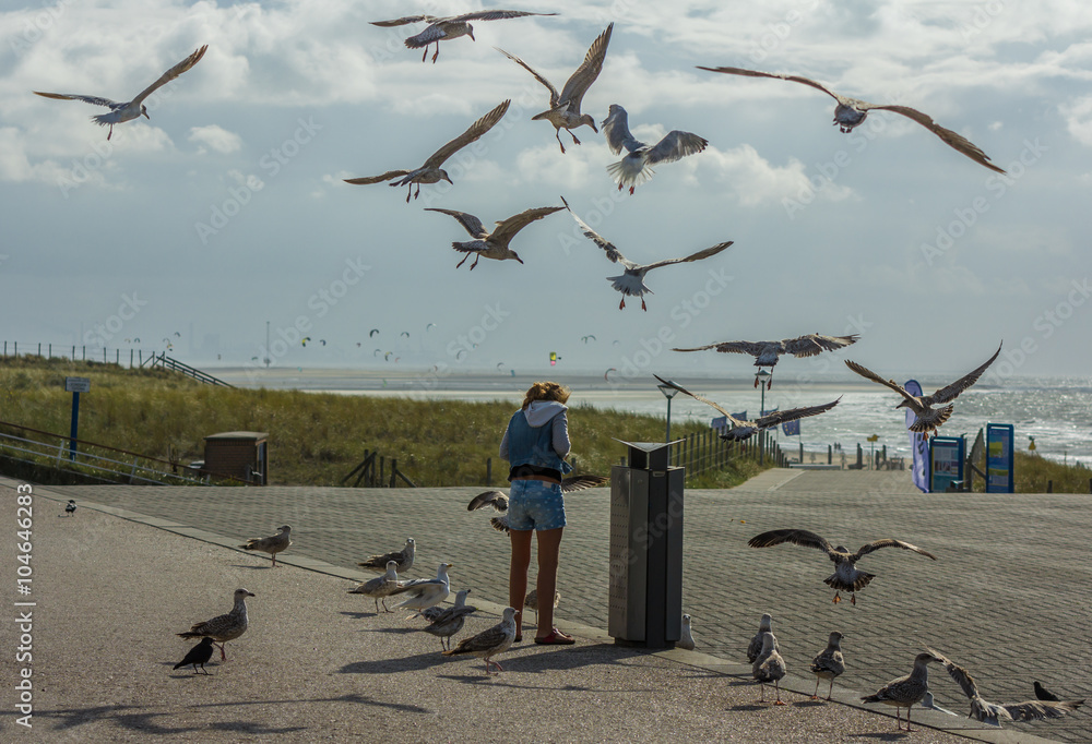 Fototapeta premium nuisance herring gulls at the beach