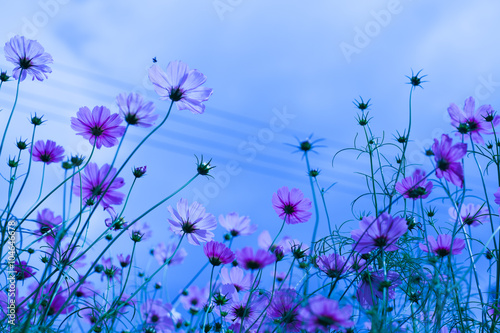 kwiatki-polne-na-niebieskim-tle