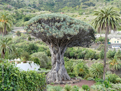 oldest dragon tree,village Icod on Tenerife island