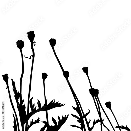 Real plant traced silhouettes, poppy - vector illustration