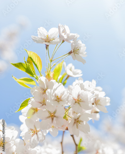 Japanese Cherry-tree with white flowers in spring.