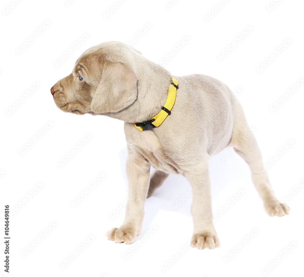 Weimaraner dog puppy, isolated on white background