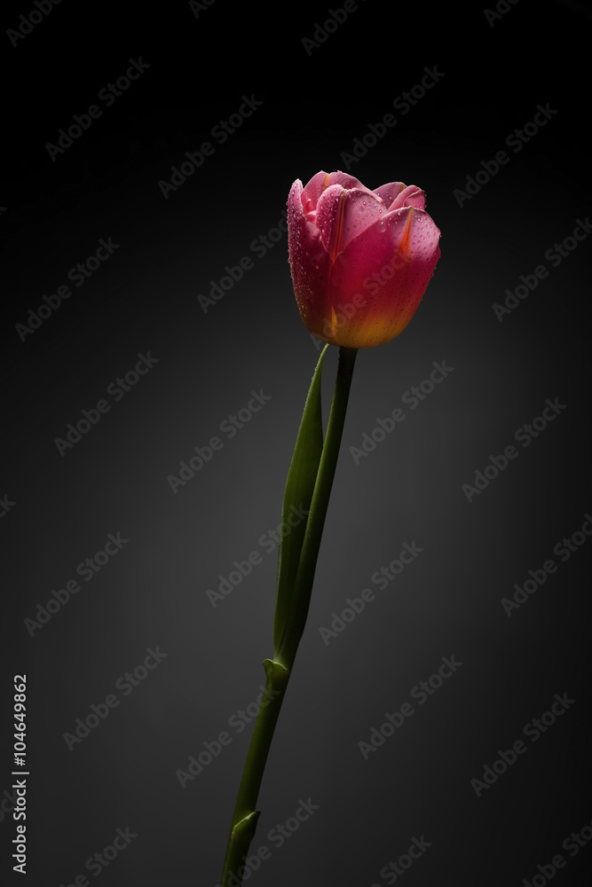 Magnificent tulip flower Magnificent tulip flower