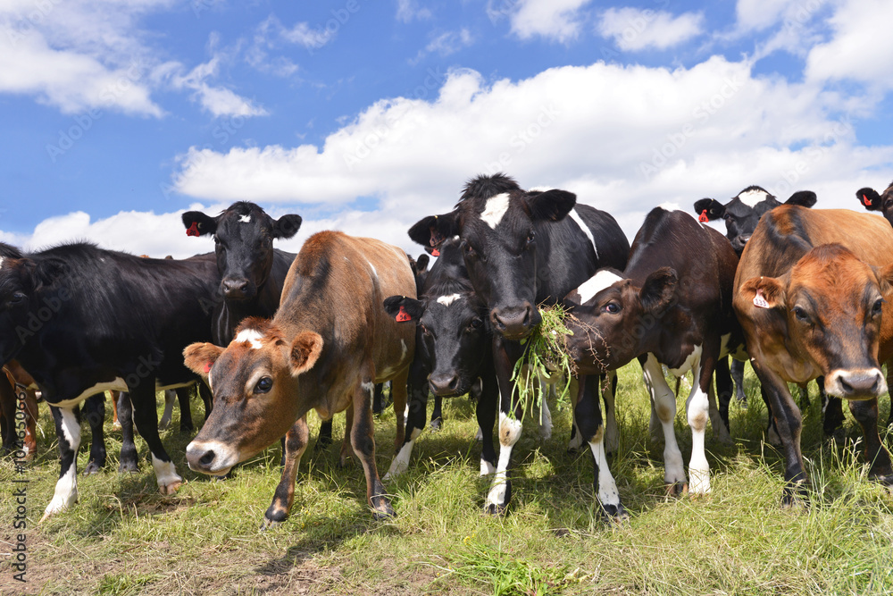 Herd of cows on a pasture, New Zealand