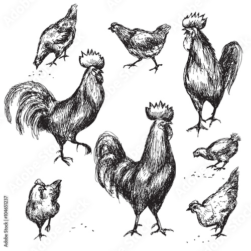 Hand drawn roosters and hens