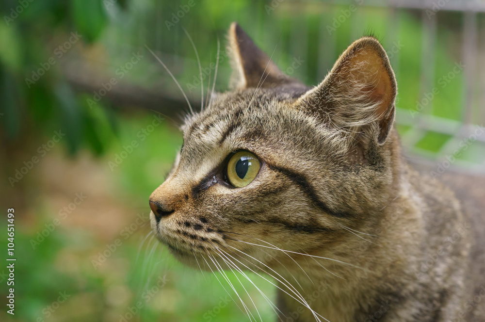 Naklejka premium 猫