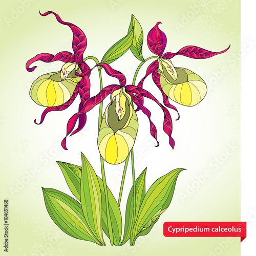 Fototapeta Naklejka Na Ścianę i Meble -  Cypripedium calceolus or Lady's slipper orchid on the light green background. Ornate flowers and leaves. Floral elements in contour style. 
