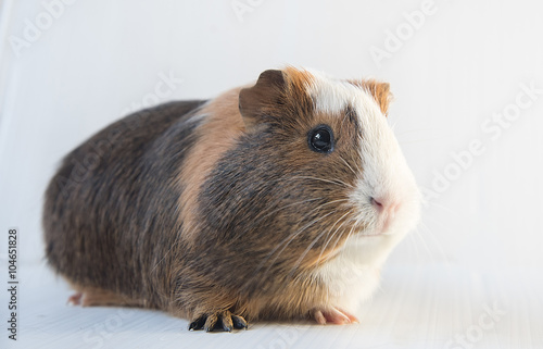 closeup of cute guinea pig