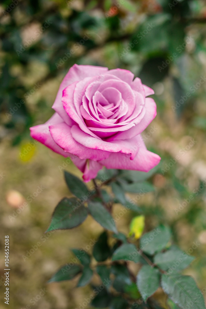 The roses are in full bloom in the park, it is very beautiful The roses are in full bloom in the park, it is very beautiful