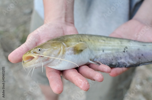 Fisherman Showing Catch
