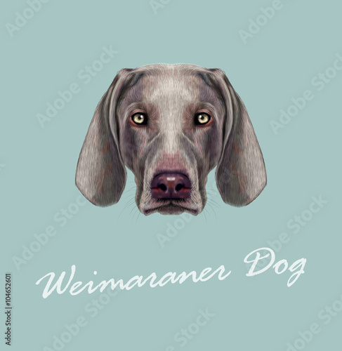 Weimaraner Dog portrait