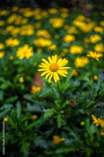 Daisies