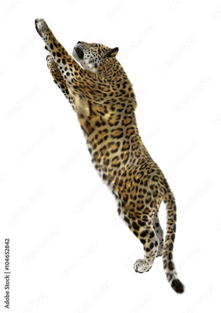 Naklejka premium Big Cat Jaguar on White