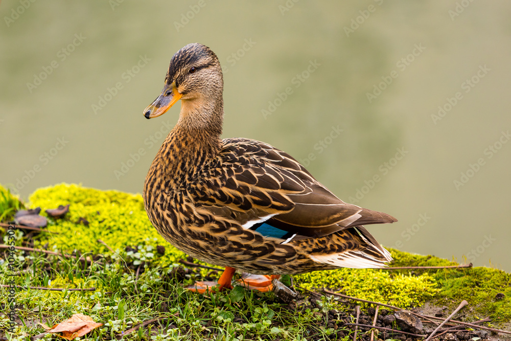 Ente Ente
