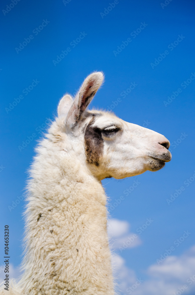 Obraz premium Llama lama in the zoo outdoors 