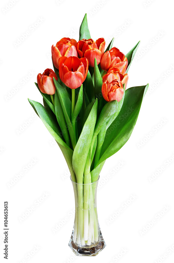 Tulip flowers in a vase Tulip flowers in a vase