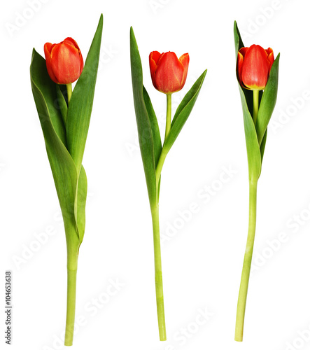 Three red tulip flowers