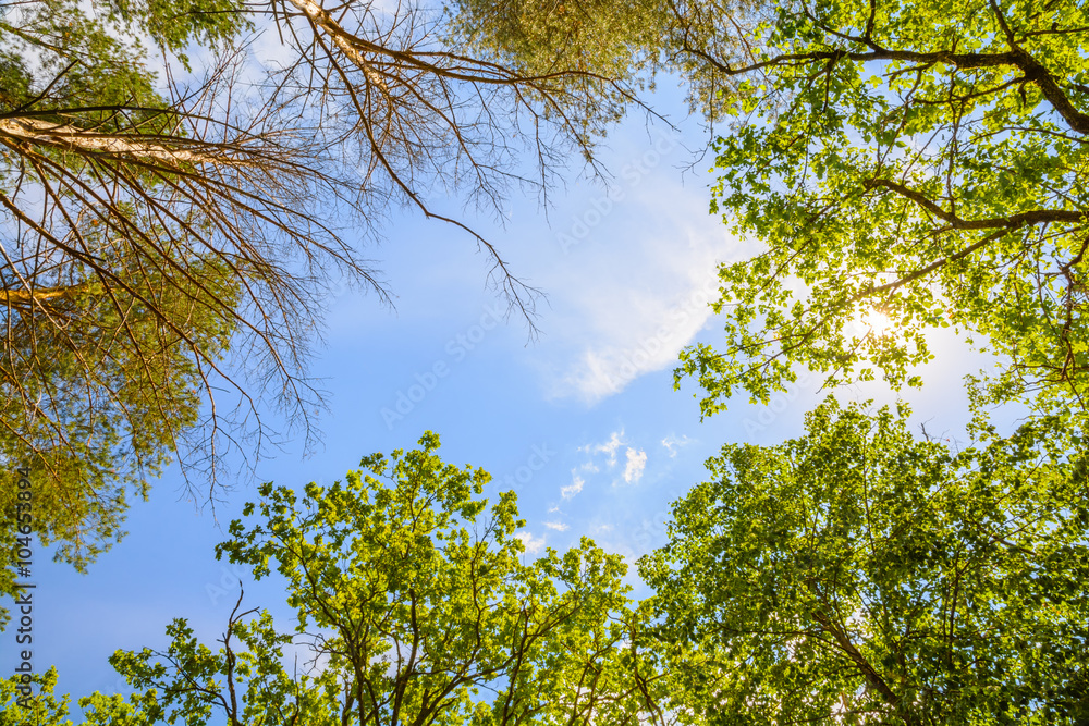 Obraz premium The green trees top in forest, blue sky and sun beams shining through leaves