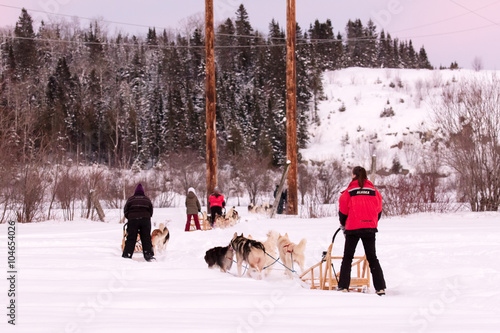 Traineau tiré par attelage de chiens dans le Grand Nord Canadien photo