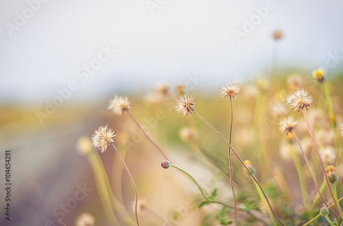 Beautiful background Grass flower, wild flower add vintage color filter soft focus